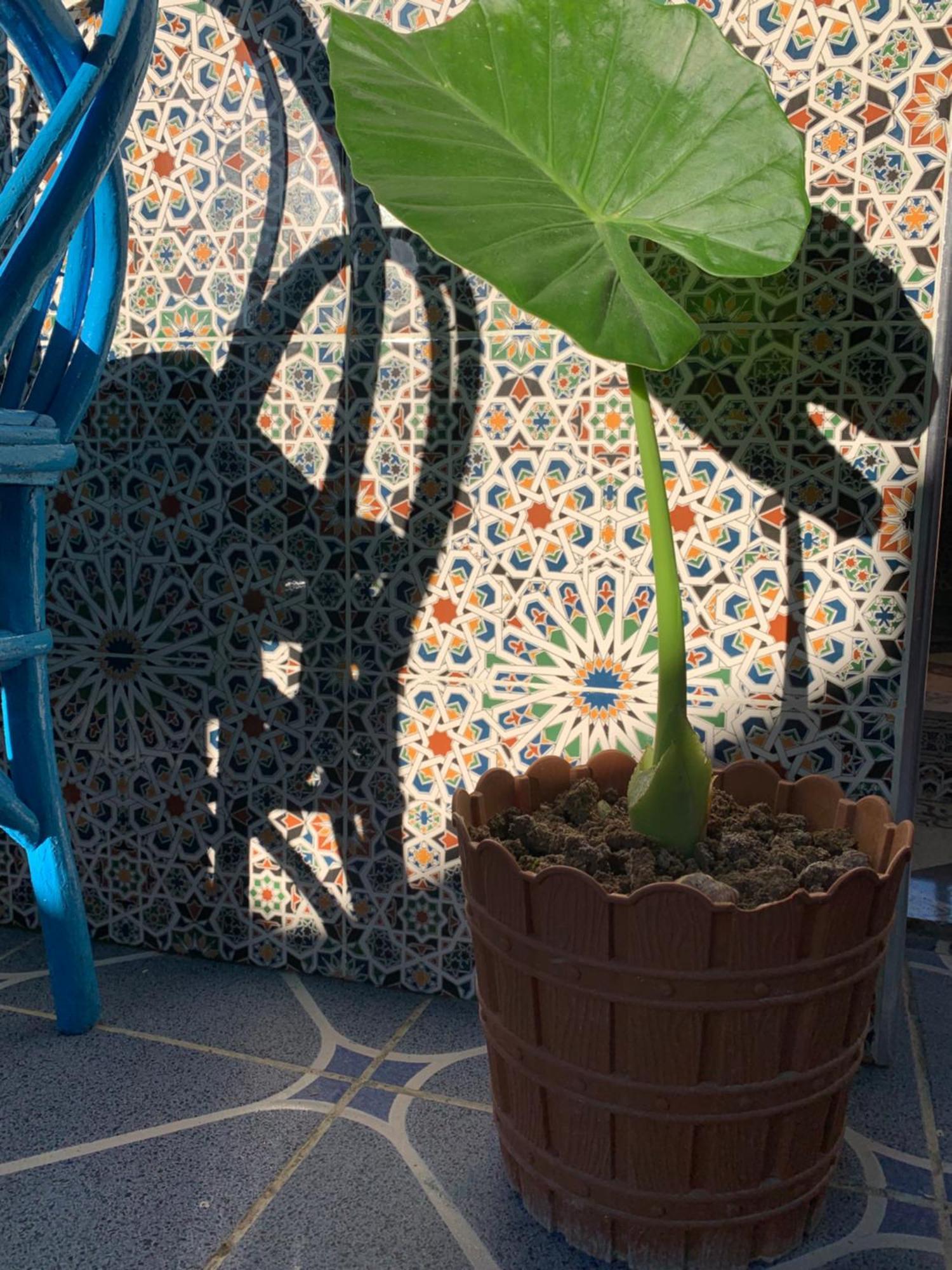Beach House Asilah Exteriör bild